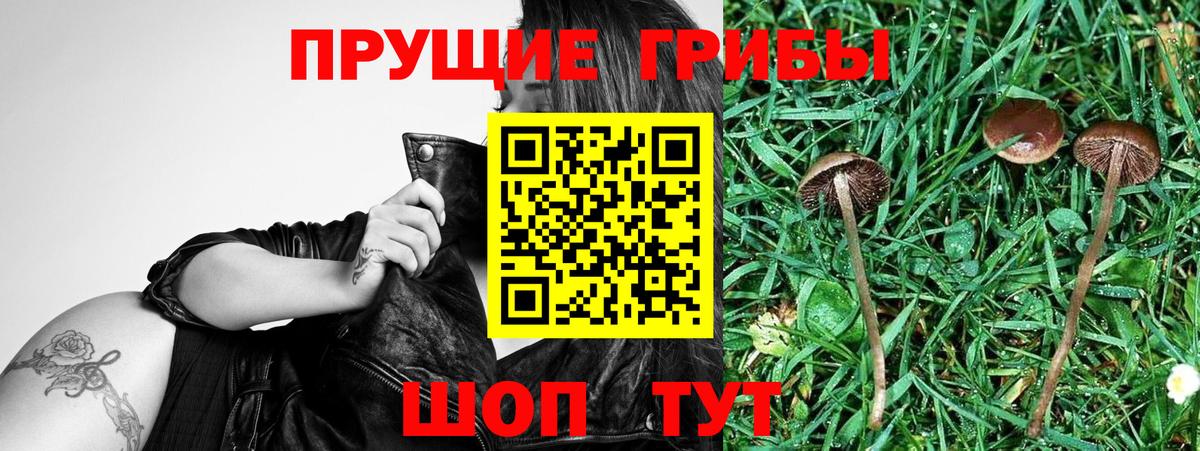Тында  Псилоцибиновые грибы ЛСД  наркошоп  Вход с VPN 